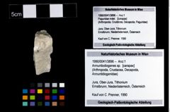 Foto (Objekt + Etikett) von Annuntiodiogenes sp.  (NHMW-GEO-1990-0041-3896)